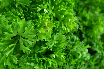 parsley  background