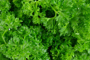 parsley  background