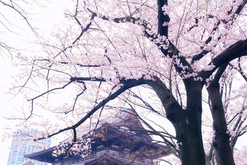 Cherry Blossoms at Zojoji Temple, Tokyo, Japan.