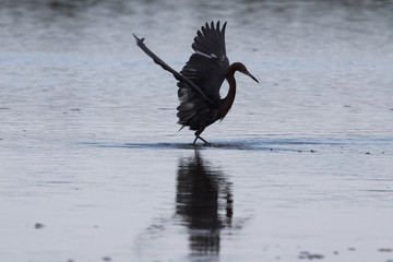 Reddish Egret Foraging, J.N. ''Ding'' Darling National Wildlife