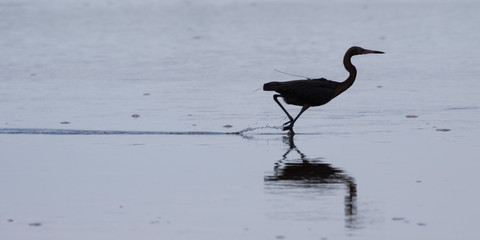 Reddish Egret Running, J.N. ''Ding'' Darling National Wildlife R