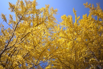 Fototapeta premium 銀杏