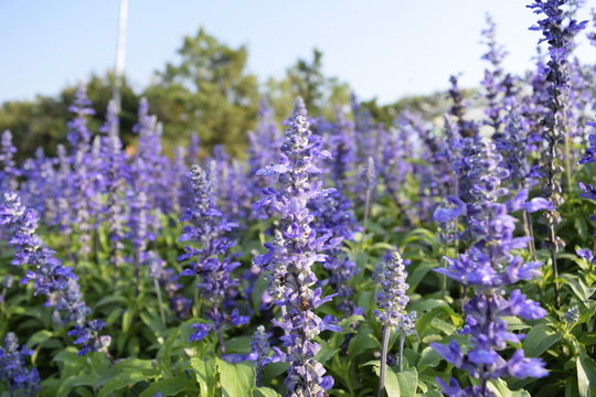Purple woodland sage flower in the garden