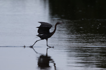 Reddish Egret Running, J.N. ''Ding'' Darling National Wildlife R