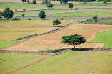 Fototapeta premium Dry rice trees with some big trees at the rice farm 