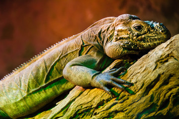 Lizard