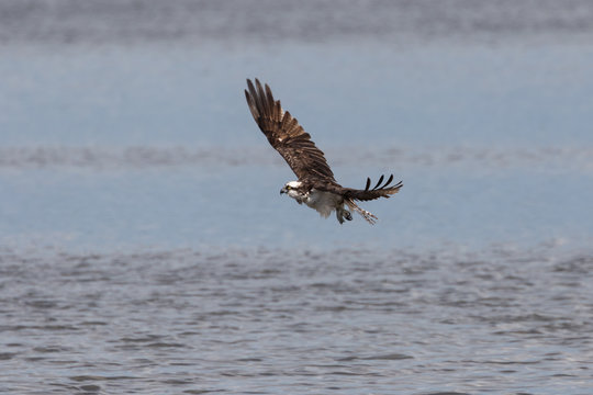Osprey Flying, J.N. ''Ding'' Darling National Wildlife Refuge, S