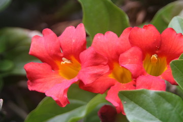 Roses, Blooms, Cactus, Orchids, Plants with Blooms