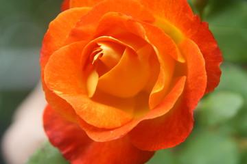 Roses, Blooms, Cactus, Orchids, Plants with Blooms