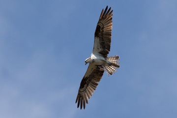 Osprey Flying, J.N. ''Ding'' Darling National Wildlife Refuge, S