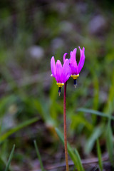 Fototapeta premium Shooting Star