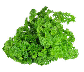 Fototapeta premium parsley isolated on white background