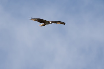 Osprey Flying, J.N. ''Ding'' Darling National Wildlife Refuge, S