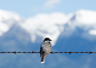 Bird on a wire
