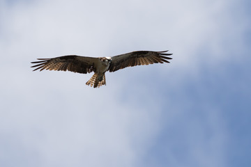 Obraz premium Osprey Flying, J.N. ''Ding'' Darling National Wildlife Refuge, S