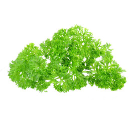 parsley isolated on white background