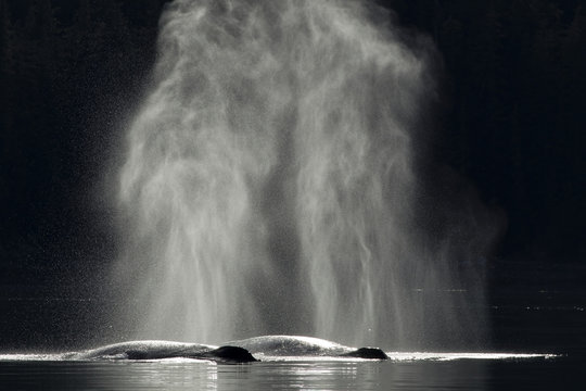 A pair of Humpback whales breath at the surface in the calm waters of Inside Passage near Juneau, Alaska.