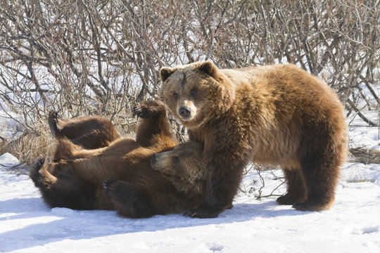 Pair of captive brown bears playing in snow