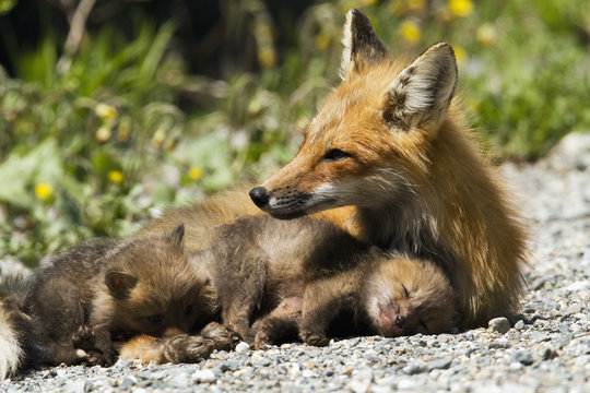 Mother red fox with baby foxes