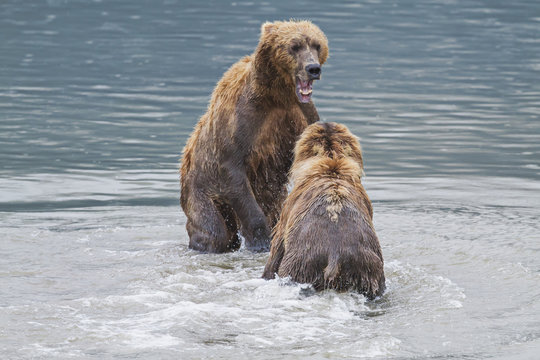 Two coastal brown bears face-off in an aggressive stance in horn river at chinitna bay lake clark national park and preserve;Alaska united states of america