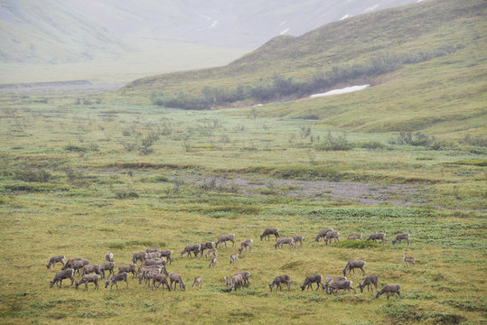 Herd of Caribou in Denali National Park, Interior Alaska, Spring