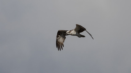 Osprey Flying, J.N. ''Ding'' Darling National Wildlife Refuge, S