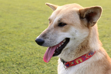 Thailand brown dog on the grass.