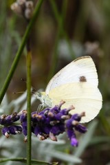 Kohlweißling Nahaufnahme