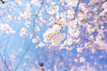 Cherry blossoms at Sumida park, Tokyo, Japan.