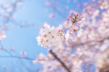 Cherry blossoms at Sumida park, Tokyo, Japan.