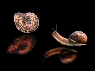 Snail and ammonite with generated reflections on black background: from past to present, dead...
