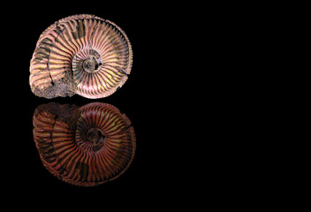 Picture of ammonite under sun light on black background with nice generated reflection © boligolovag