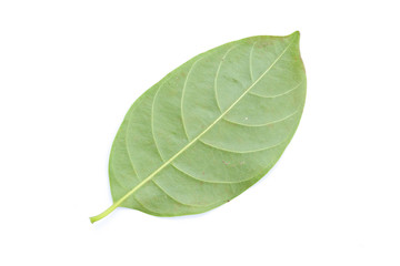 Obraz premium Jack Fruit leaves