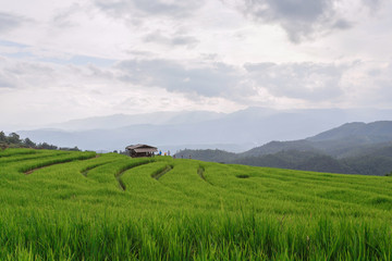 Fototapeta premium Beautiful nature green Terraced Rice Field of Rainy Season, a major tourist attraction in Pa Bong Pieng, Mae Chaem, Chiangmai, Thailand. This is a location very popular for photographers and tourists.