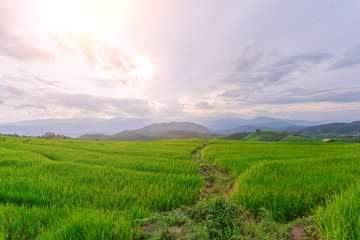 Beautiful nature green Terraced Rice Field of Rainy Season, a major tourist attraction in Pa Bong Pieng, Mae Chaem, Chiangmai, Thailand. This is a location very popular for photographers and tourists.