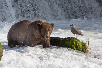 Naklejka premium Seaguls Bears at Brooks Falls