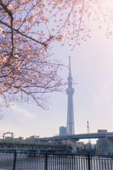 Tokyo Skytree with Cherry Blossoms Surrounded located at Sumida park, Tokyo, Japan.