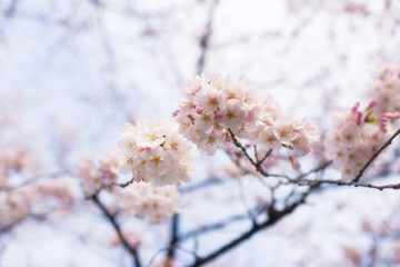 Cherry blossoms at Chidorigafuchi park, Tokyo, Japan.