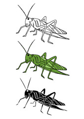 set of grasshopper animal hand drawn vector illustration design