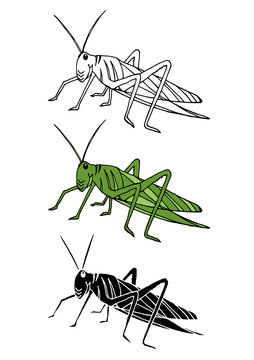 set of grasshopper animal hand drawn vector illustration design