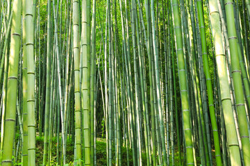 the green bamboo grove downing sunshine / A view of the green bamboo grove downing sunshine in korea 