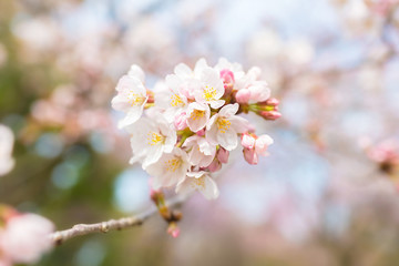 Cherry blossoms at Chidorigafuchi park, Tokyo, Japan.