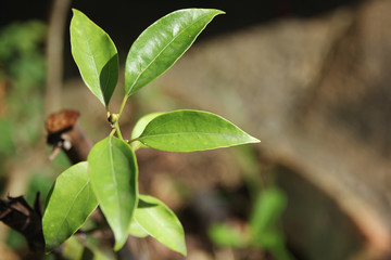 Cinnamomum camphora tree