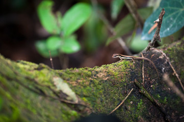 skink or scincoid lizard,Thailand