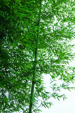 the green bamboo & leaves / A view of the green bamboo & leaves in korea 