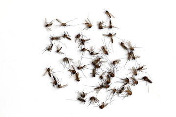 Many dead mosquitoes isolated on white background.