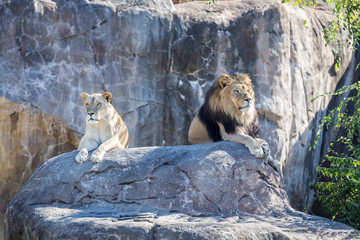 Obraz premium Lions on a Rock