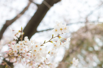 Cherry blossoms at Chidorigafuchi park, Tokyo, Japan.