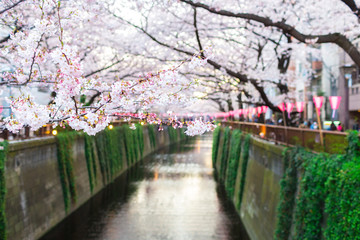 Cherry blossoms at Meguro river, Naka-Meguro Tokyo, Japan.