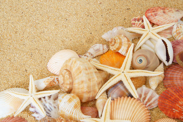 Colorful seashells and starfishes on sand background